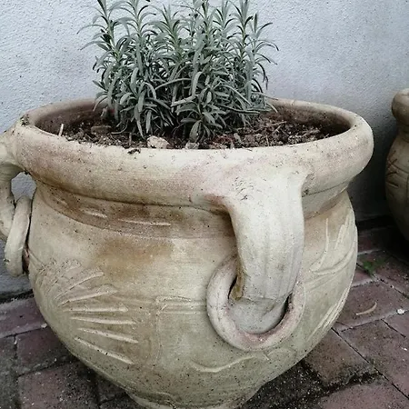 Lavanda *
